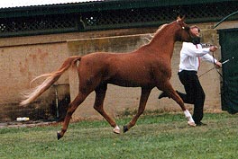Omar_trot.jpg (49576 bytes)